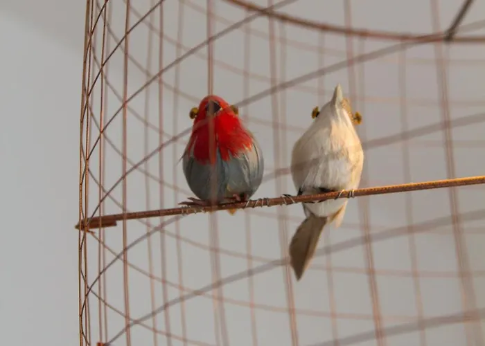 Mandarina Apartmán Mali Lošinj